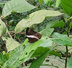 Palla