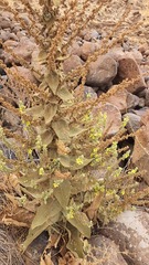 Verbascum sinaiticum