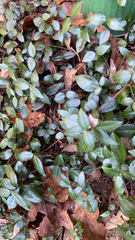 Trachelospermum asiaticum