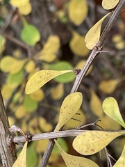Berberis thunbergii