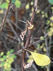 Berberis thunbergii