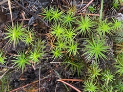 Polytrichum