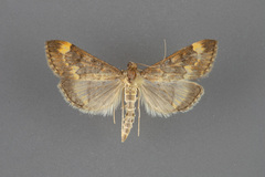 Pyrausta flavibrunnea