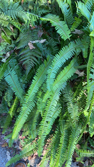 Nephrolepis cordifolia