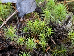 Polytrichum