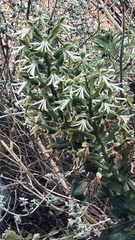 Bonatea speciosa