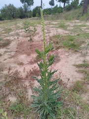 Reseda luteola