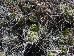 Tephrocactus recurvatus
