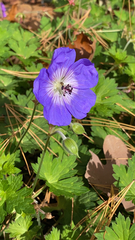 Geranium pratense