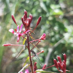 Lopezia racemosa