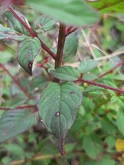Lopezia racemosa