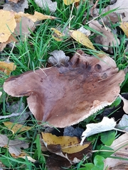 Agaricales