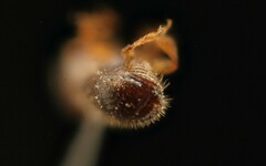 Xyleborinus saxesenii