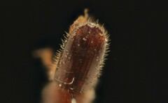 Xyleborinus saxesenii