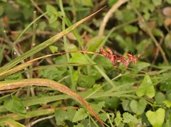 Chasmanthe aethiopica