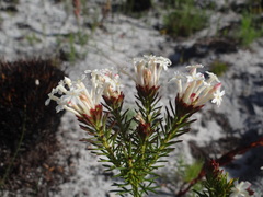 Gnidia pinifolia