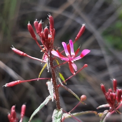 Lopezia racemosa