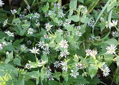 Microbotryum stellariae