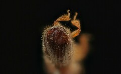 Xyleborinus saxesenii