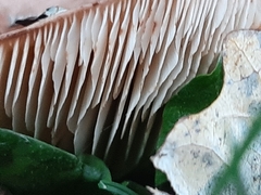 Agaricales