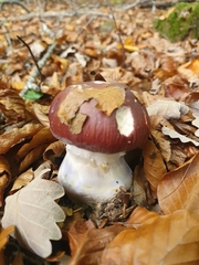 Cortinarius praestans