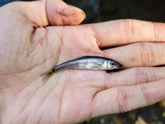 Luxilus chrysocephalus