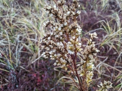 Solidago uliginosa