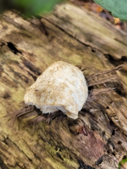 Hericium erinaceus