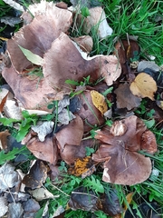 Agaricales