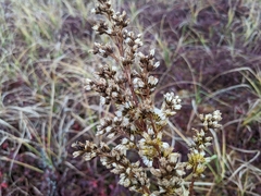 Solidago uliginosa