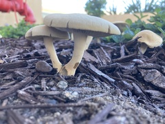 Agrocybe putaminum