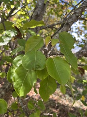 Pyrus