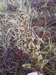 Solidago uliginosa