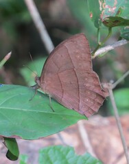 Taygetis rufomarginata