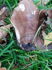 Agaricales