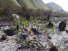 Trachyandra hirsutiflora
