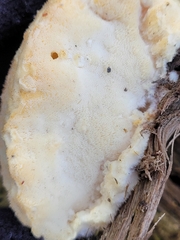 Hericium erinaceus
