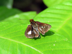 Vettius triangularis