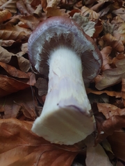 Cortinarius praestans