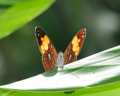 Adelpha irmina