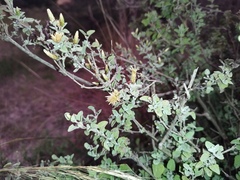 Brickellia veronicifolia