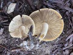 Agrocybe putaminum