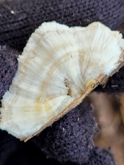 Hericium erinaceus