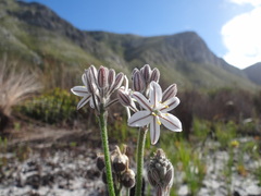 Trachyandra hirsutiflora