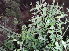 Brickellia veronicifolia