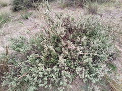 Brickellia veronicifolia