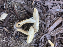 Agrocybe putaminum