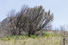 Podocarpus latifolius