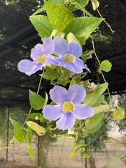 Thunbergia grandiflora