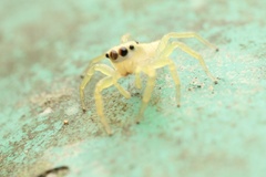 Epocilla